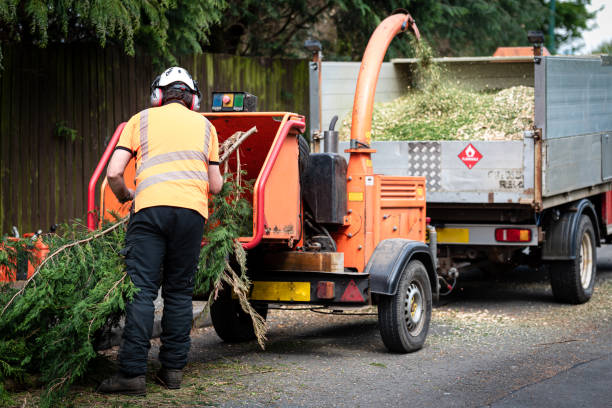 Tree Removal for Businesses in Crownpoint, NM